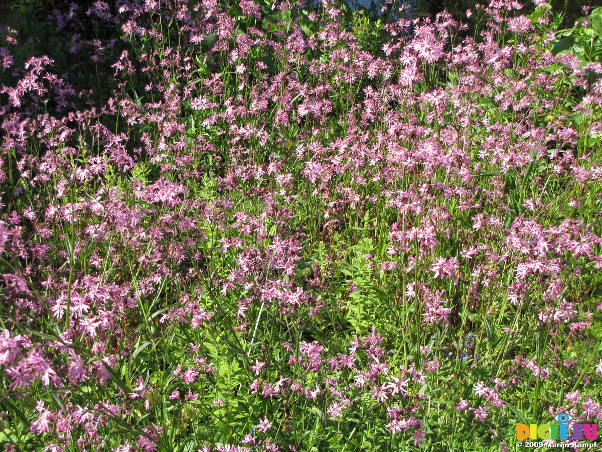 Picture SX06317 Ragged Robin (lychnis flos-cuculi) | 20090524 Jac ...